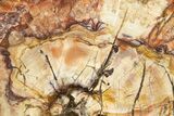 Beautiful, Petrified Wood (Araucaria) Slab - Madagascar #327314-1